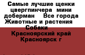 Самые лучшие щенки цвергпинчера (мини доберман) - Все города Животные и растения » Собаки   . Красноярский край,Красноярск г.